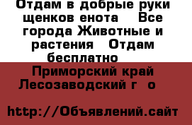 Отдам в добрые руки щенков енота. - Все города Животные и растения » Отдам бесплатно   . Приморский край,Лесозаводский г. о. 